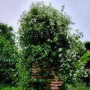 꽃•나무 | 으아리, 아가씨의 휴식처·한 때 영국 왕실에서만 키운 '귀족꽃' 이미지