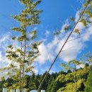 향유목장2 이미지