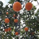 남원 제일농장 이미지