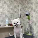 개털깎는집 이미지