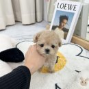 요기독 강아지분양 고양이분양 수원본점 이미지