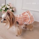 상큼하개 이미지