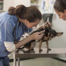 119동물병원 이미지