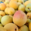 왕매실마을 | 당진체험 왕매실마을 - 아이들과 함께한 즐거운 체험후기