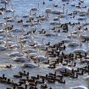 철새탐조대 이미지