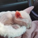 패밀리 동물병원 이미지