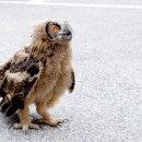 부엉이집 이미지