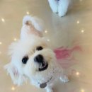 쏭쏭애견유치원 이미지