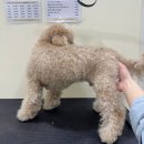 [오늘의 미용] 겁쟁이 토리도 성공! 스트레스 최소 미용 후기 💛