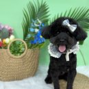 누누띠네 이미지