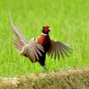 꿩먹고알먹고 이미지