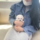 달링하이 강아지분양 밀양점 이미지