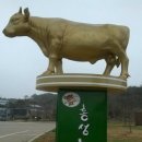 홍성한우 이미지