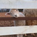 심화목장 이미지