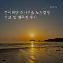 고남면사무소 | 운여해변 소나무숲 노지캠핑장 정보 및 해루질 후기