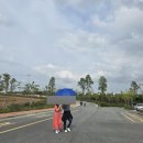 고창 가을 추천 여행지 보리나라 학원농장 방문 후기 (10월 9일 방문 메밀꽃, 해바라기, 들꽃 개화현황)