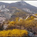 제88차 4월5일 수요산행 인왕산 안산 산행 공지 이미지