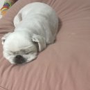 그레이스 그루밍 이미지