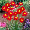 로빈슨데이지 레드 (페르시아국화, Tanacetum coccineum)모종 이미지