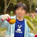 장평농장 | 전남농촌유학 장평초등학교 10월11월 체험이야기