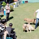 한스애견 이미지