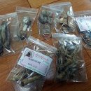 단이단비네 이미지