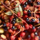 꽃수염 꼬치구이 이미지