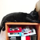 [체험후기] 프로플랜 옵티뉴트리션 CAT 사료 -1-