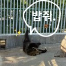 파크베어 | 세종 베어트리파크 나들이 추천 | 베어트리파크 식당 후기