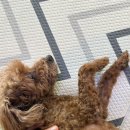 멍멍이다방 이미지