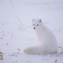 여우사람 이미지