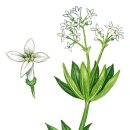 보테니컬 이미지