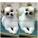 봄이네 펫살롱 이미지