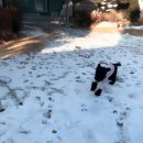 푸들민박 이미지