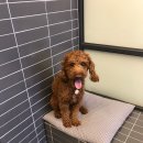 힘찬동물병원 이미지