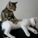 지존목장 | 나트랑 잼있트랑 (11월 나트랑 3박 4일 여행)