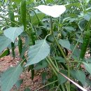 인영농장 이미지