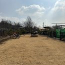 미미네강아지 | 강아지랑 놀기 좋은 장소 : [촌크닉] 영이네 잔디마당 A 타입 feat. 마당 대여 후기 / 내돈내산