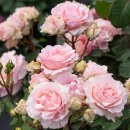 이터널 (Eternal) 이미지