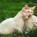 현대 강아지＆고양이 이미지