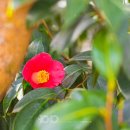 신흥동백나무군락 이미지