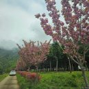 청룡사 | 경남 사천 겹벚꽃 명소 청룡사 주말 후기