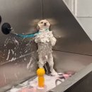 샴푸하는 강아지 이미지