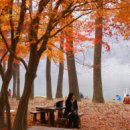[모집중] 서울근교 가을 낭만여행 : 가을의 낭만이 우수수 쏟아지는 남이섬 & 아침고요수목원 이미지