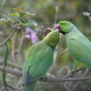 개와고양이 반려동물원 이미지