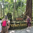 포레스트 | 발리 우붓 몽키포레스트 후기｜입장료, 주의사항, 원숭이 셀카 후기 🐒