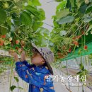 평화농장 | 아이랑 충남 홍성 딸기농장 체험 다녀왔어요. (ft.사랑과평화)