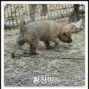 복실이 이미지