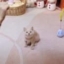 미니펫 강아지분양 고양이분양 수원점 이미지