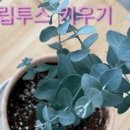 유칼립투스 씨드 키우기 가지치기 후 물주기 분무 이미지